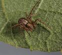 Philodromus_aureolus_D8175_Z_90_Bij afgraving_Nederland